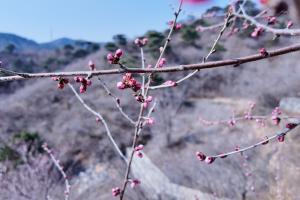 005甲府风林vs新泻天鹅